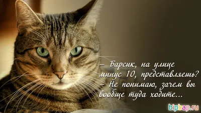 Смешные картинки про кошек с надписями (35 фото) | О животных | Дзен