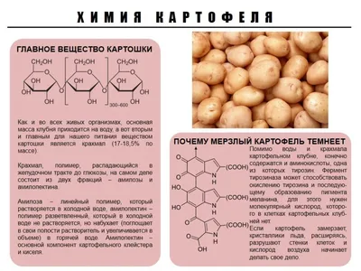 Направление подготовки 19.03.02 «Продукты питания из растительного сырья»