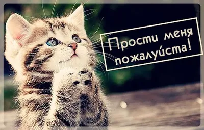 Картинки - Прости меня — 🎁 Скачать бесплатно картинки с пожеланиями на  Pozdravim-vseh.ru