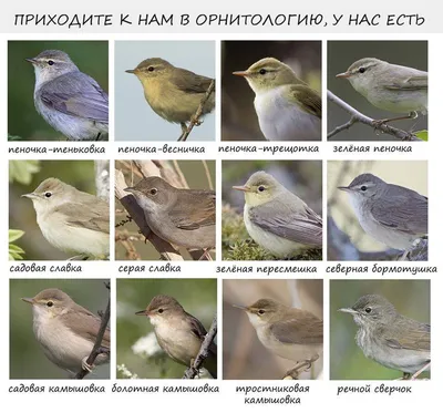 Фотография Из жизни птичек. Зеленый дятел., автор Ануар Черекский