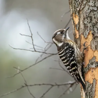 Фотокаталог птиц: Средний пёстрый дятел (Dendrocopos medius)