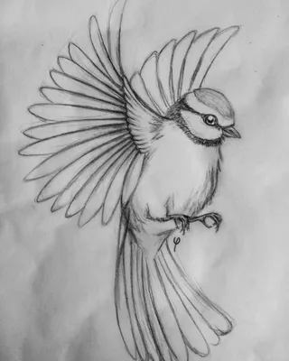 Картинки птиц для срисовки фото