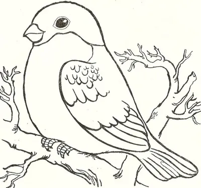 Рисунки птиц для срисовки (33 лучших фото)