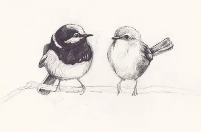 Срисовки зимних птиц (50 картинок) ✏