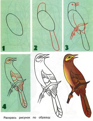 Картинки птиц для срисовки - 59 фото