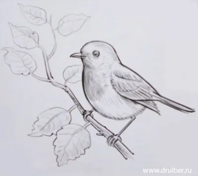 Картинка белый голубь птица ❤ для срисовки