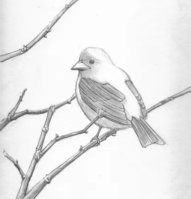 Картинки птиц для срисовки легкие - 79 фото