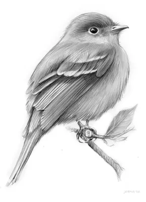 Птичка рисунок для детей карандашом - 58 фото