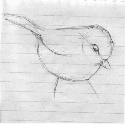 Рисунки птиц для срисовки легкие и красивые - 59 фото