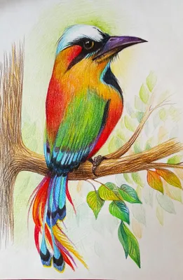 Жар птица раскраска для детей распечатать бесплатно | Раскраски, Роспись  камней, Рисунки