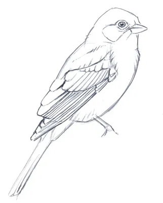 Птица голубь рисунок для срисовки - 65 фото