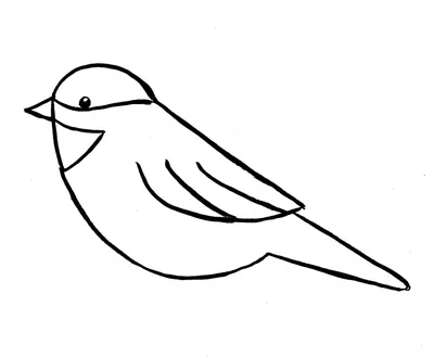 Птичка простым карандашом - 48 фото