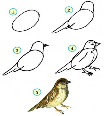 Легкие рисунки карандашом для начинающих птицы (47 фото) » рисунки для  срисовки на Газ-квас.ком