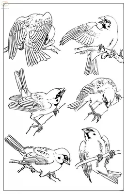 Уроки рисования. Как нарисовать фантастическую птицу | Art School - YouTube