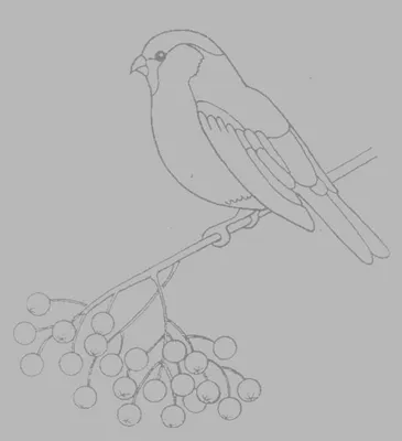 Рисунки для срисовки птиц зимой - 61 фото