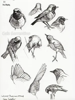 Птица маленькая рисунок (23 фото) » Рисунки для срисовки и не только