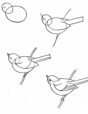 Идеи для срисовки птица летит (90 фото) » идеи рисунков для срисовки и  картинки в стиле арт - АРТ.КАРТИНКОФ.КЛАБ
