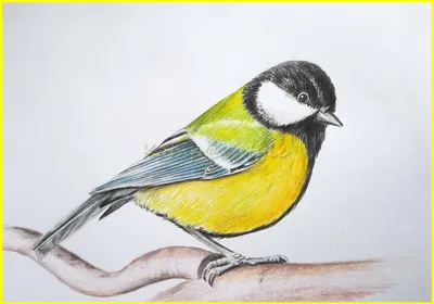 Поэтапное рисование домашних птиц - 70 фото