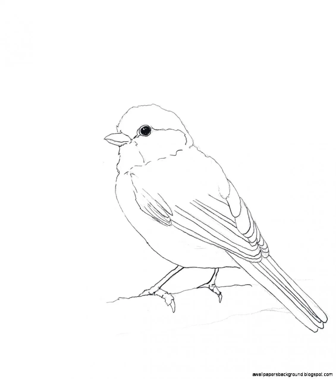 Птица рисунок. Рисунки птиц для срисовки. Птичка рисунок карандашом. Рисунок птички карандашом для срисовки.