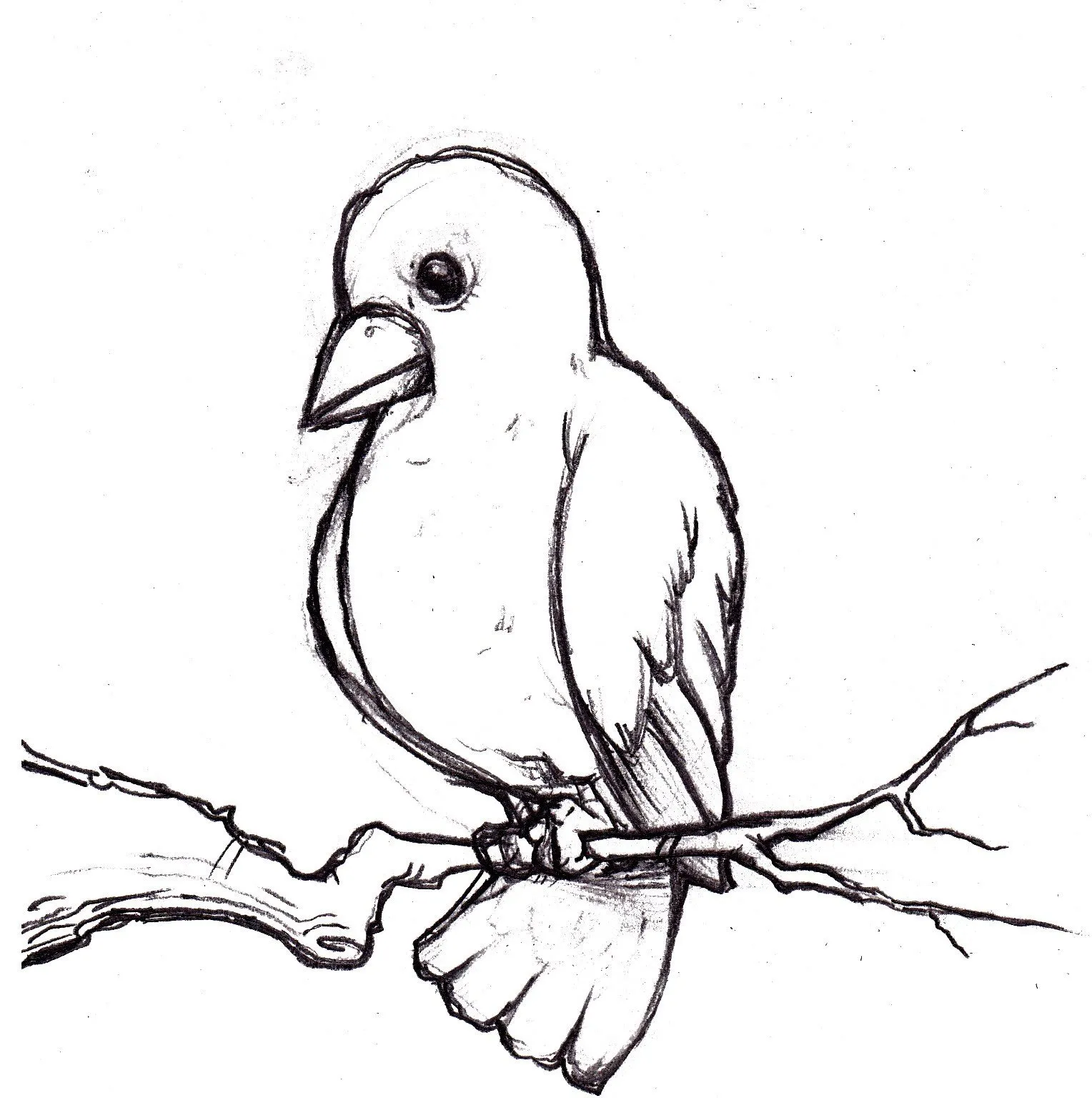 Рисунок птиц карандашом легкие. Птица рисунок. Птицы для срисовки. Птичка зарисовка. Рисунки птиц для срисовки.
