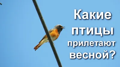В Беловежскую пущу прилетели «зимние» птицы — Реальный Брест
