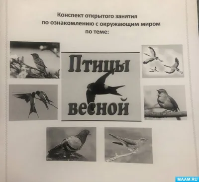Какие птицы прилетают в Хакасию первыми: интервью с орнитологом |  03.04.2021 | Абакан - БезФормата