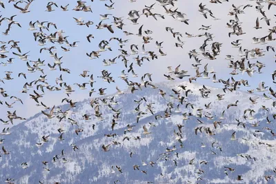 Фотофакт: в Пермь прилетают первые весенние птицы | НОВОСТИ ПЕРМИ | МОЙ  ГОРОД - ПЕРМЬ! — Новости Перми