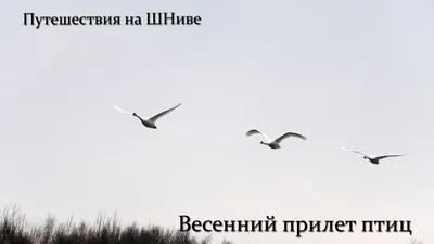 Перелетные птицы возвращаются в Казахстан: 15 живописных фото - 09.04.2019,  Sputnik Казахстан