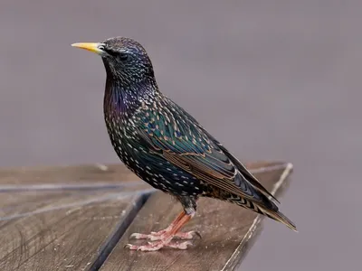 Любители птиц - Обыкновенный #скворец / European #Starling... | Facebook