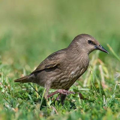 Скворец обыкновенный (Sturnus vulgaris)