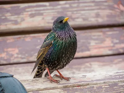 Фотография Обыкновенный скворец (Sturnus vulgaris) Птицы Дагестана |  Фотобанк ГеоФото/GeoPhoto | GetImages Group