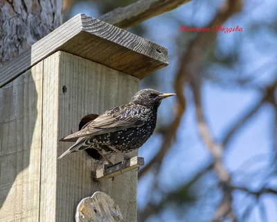 Скворец обыкновенный (Sturnus vulgaris). Фотогалерея птиц. Фотографии птиц  России, Беларуси, Украины, Казахстана, Таджикистана, Азербайджана.