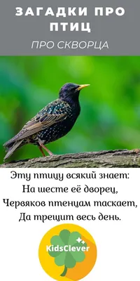 Птицы сада. Что за птица на участке? Фото и голоса. Часть 2 | Кафедра  зоологии | Дзен