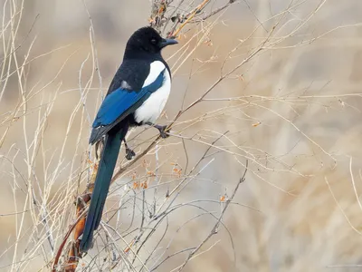 картинки : Сорока, филиал, Сидящий, live animal, перо, оперение, клюв,  природа, трава, растение, Евразийская сорока, Черная сорока сорока, крыло,  Певчий птица, хвост, Природный ландшафт, Птица-птица, Ворона, как птица,  Земное животное, Пастбище ...