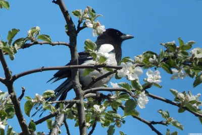 Китайская сорока - eBird