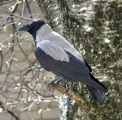 Красивое изображение птицы - ворон/ворона в природе осени (Frugilegus  Corvus) Стоковое Фото - изображение насчитывающей европа, черный: 80123186