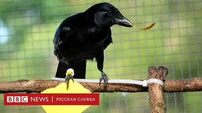 Логотип геометрической птицы ворона творческий уникальный с визитной  карточкой Иллюстрация вектора - иллюстрации насчитывающей знак, вектор:  192910861