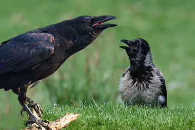 картинки : Американская ворона, Fish Crow, клюв, Ворона, как птица, Новая  каледонская ворона, Ладья, Черный дрозд, крыло, перо, хвост, Птица-птица  6000x3376 - - 1517803 - красивые картинки - PxHere