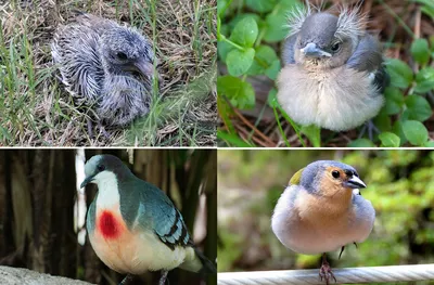 17 смешных фото птиц, которые выглядят так, будто они в шоке от этой жизни  | VOICE | Дзен