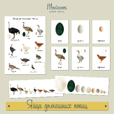 Как выглядят птенцы разных птиц » BigPicture.ru
