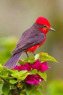 10 редких птиц удивительной красоты: фото