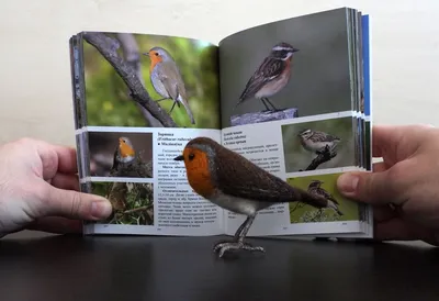 Энциклопедии c фото и видео приложениями СТРЕКОЗА Птицы купить по цене 1332  ₽ в интернет-магазине Детский мир