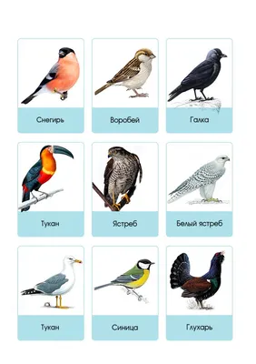 14 фото самых Ярких птиц для хорошего Настроения и снятия Стресса | Оксана  Максимова | Дзен