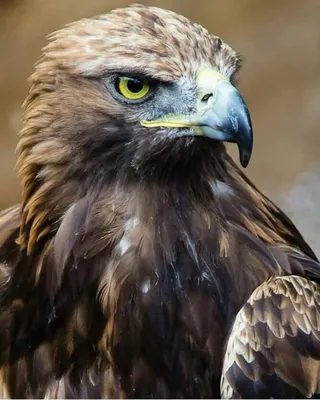 Беркут, сыч орла, хищная птица, птица, охотник, Falconry, природа,  животные, клюв, глаза, крыла, Стоковое Изображение - изображение  насчитывающей охотник, глаза: 79143471