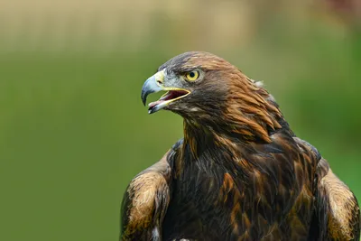 Беркут (Golden Eagle) — Фото №222692