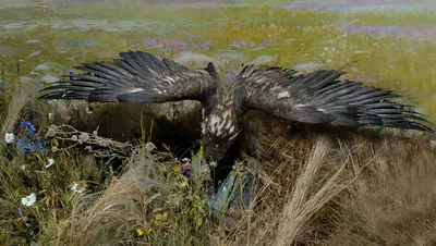 Беркут: несколько интересных фактов из жизни пернатого хищника | Пикабу