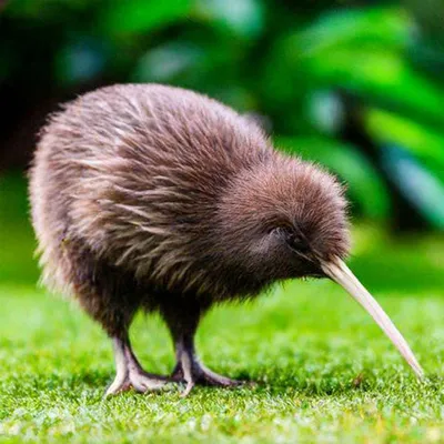 Маленькая дикая птица киви в лесу новой зеландии | Премиум Фото