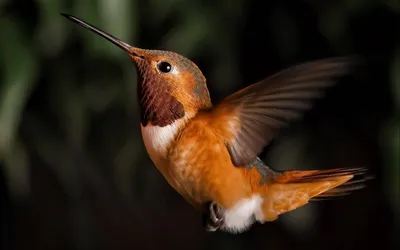 Птица Колибри Trochilidae — стоковые фотографии и другие картинки Без людей  - Без людей, Биология, Бразилия - iStock