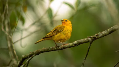 Картинки Птицы baltimore oriole ветка вблизи животное