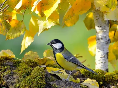 Удивительные птицы осенью! 🍁🦢🍂🦆🍁🦜🍂🦅🍁🕊 Смотрите больше фото и  видео, а также участвуйте в викторинах в нашем телеграм-канале! Поддержите…  | Instagram